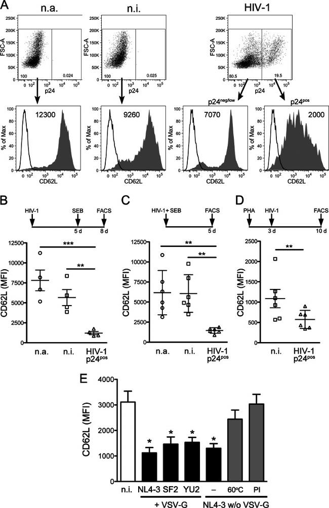 CD62L Antibody