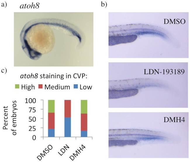 ATOH8 Antibody