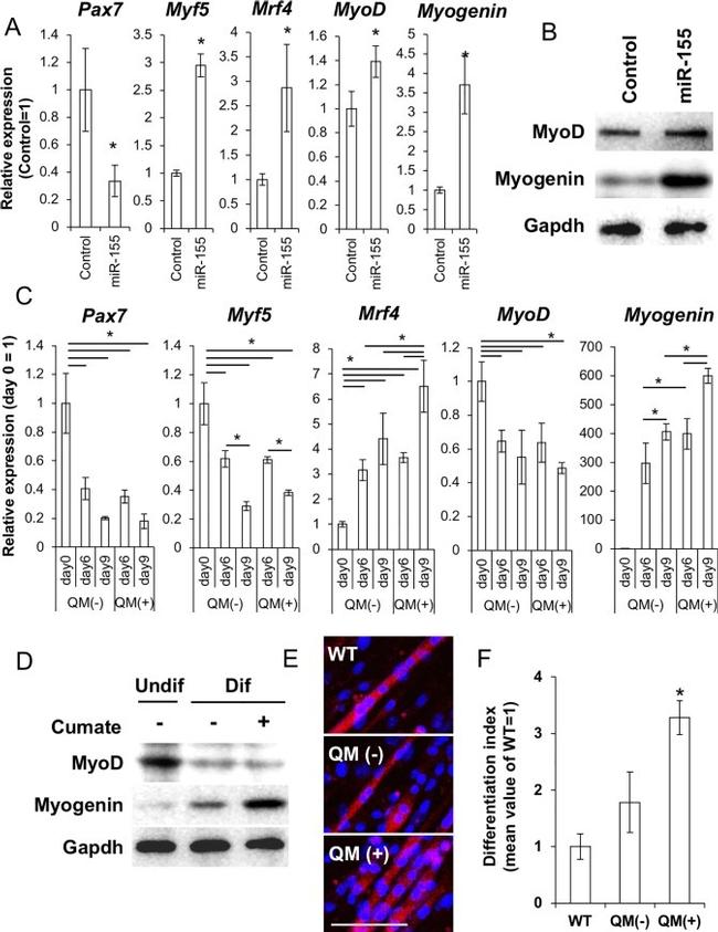 Myogenin Antibody