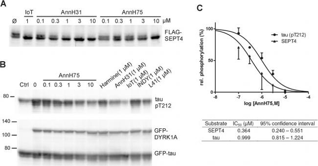 Phospho-Tau (Thr212) Antibody