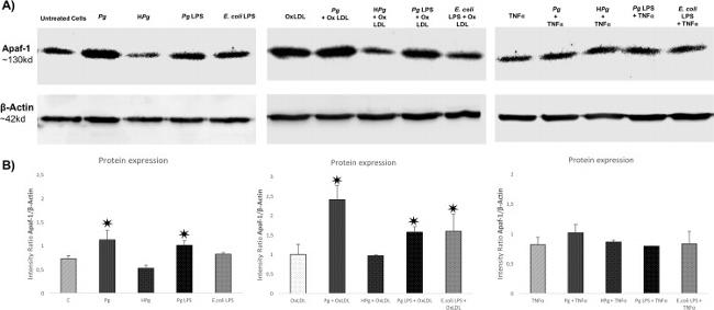 APAF1 Antibody