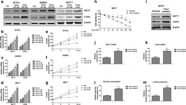 MCT1 Antibody