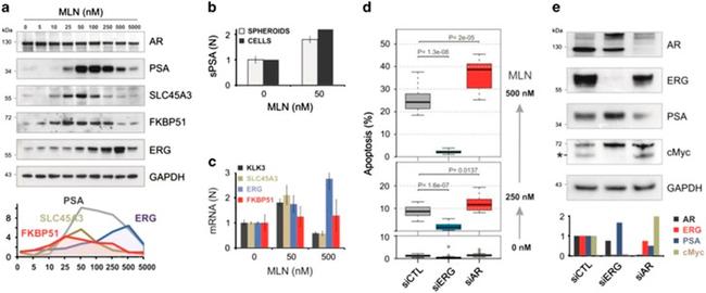 Androgen Receptor Antibody