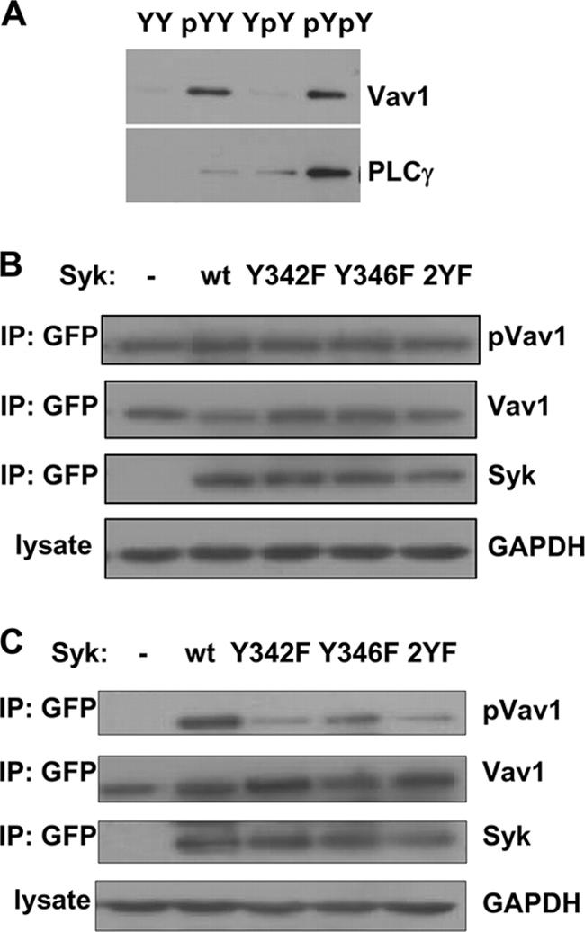 VAV1 Antibody