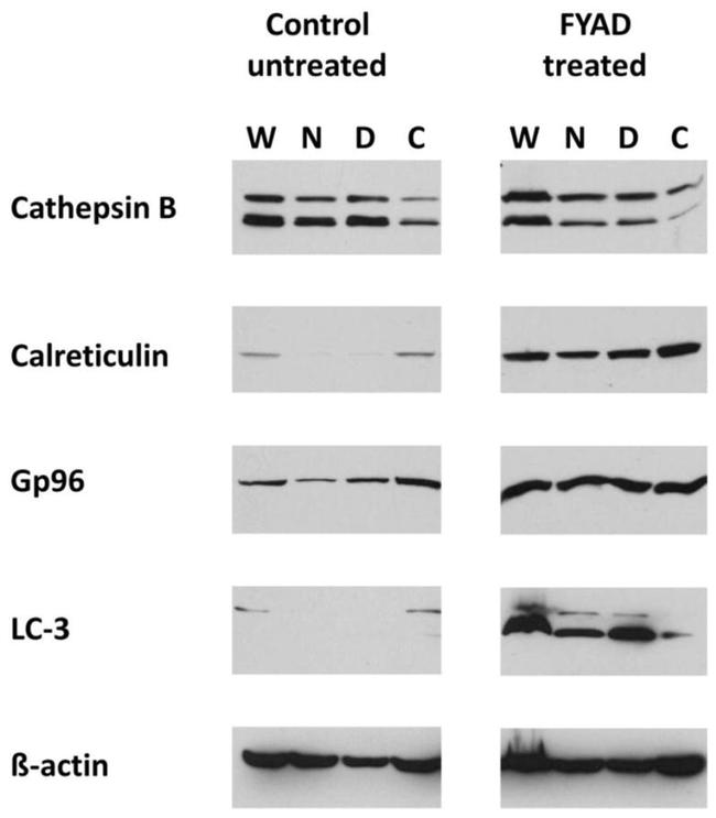 GRP94 Antibody