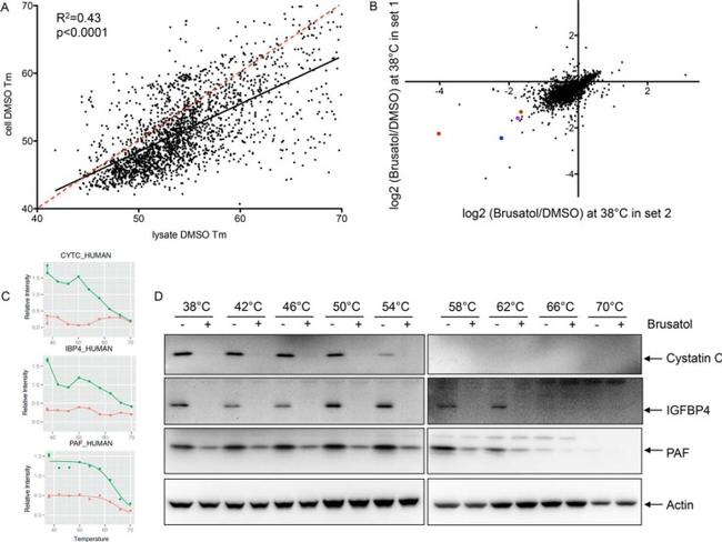 IGFBP4 Antibody