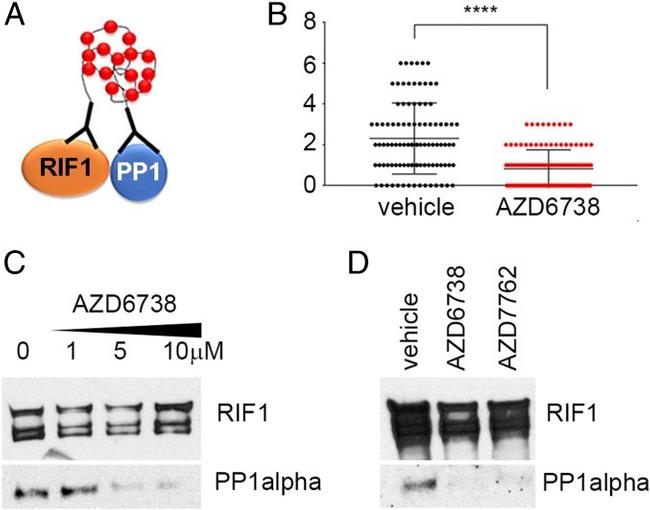 PP1 alpha Antibody