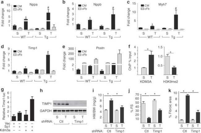 TIMP1 Antibody