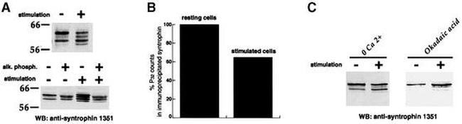 SNTB2 Antibody