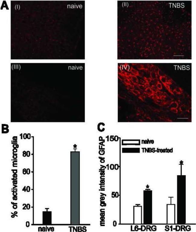 GFAP Antibody