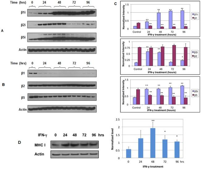 HLA-ABC Antibody