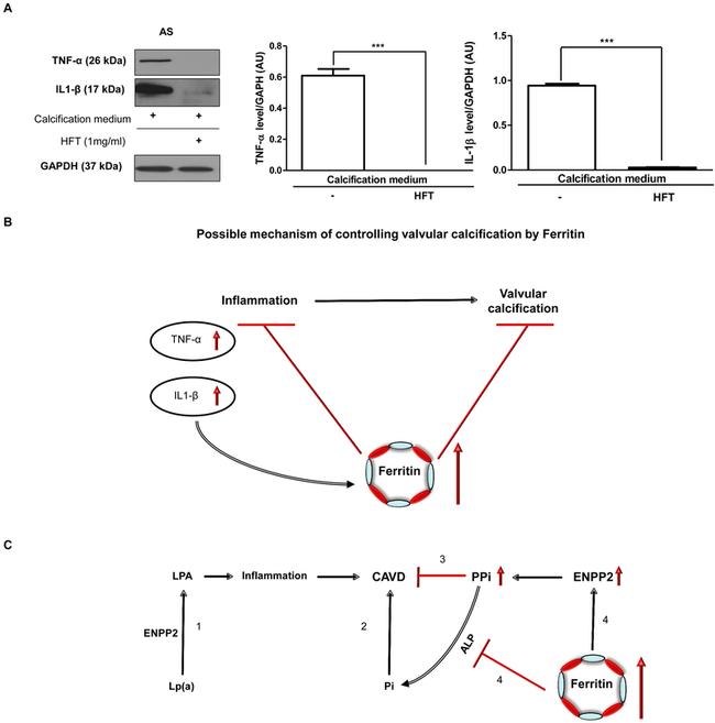 TNF alpha Antibody