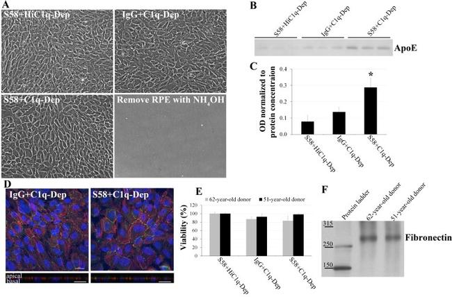 APOE Antibody