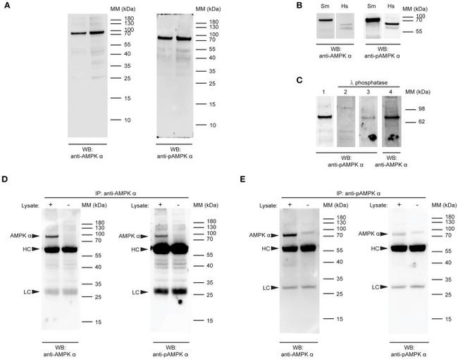 AMPK alpha-1,2 Antibody