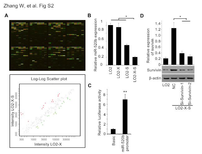 Survivin Antibody