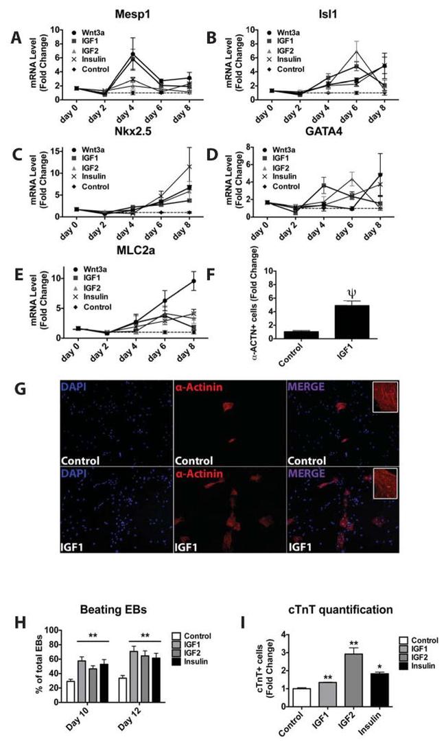 Cardiac Troponin T Antibody