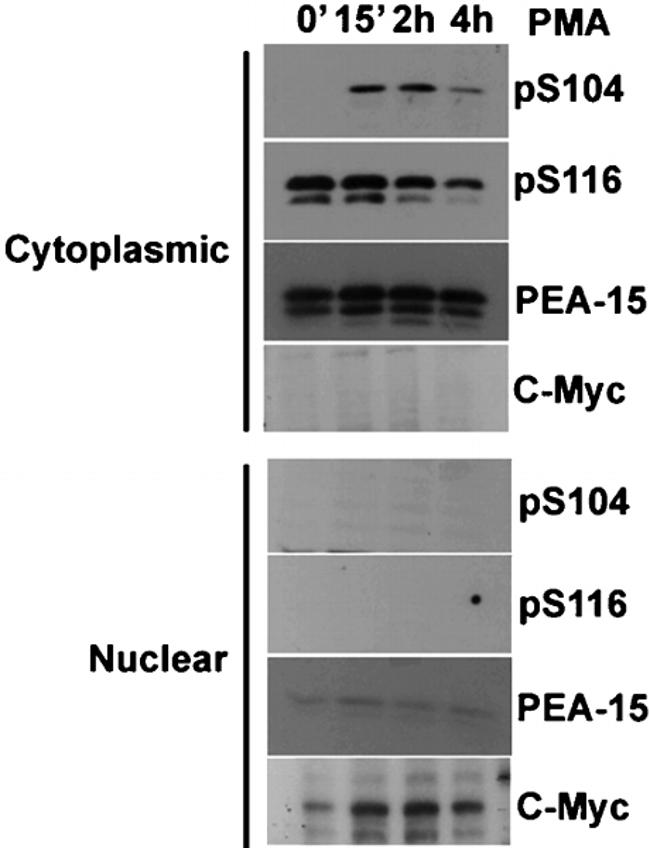 Phospho-PEA15 (Ser116) Antibody