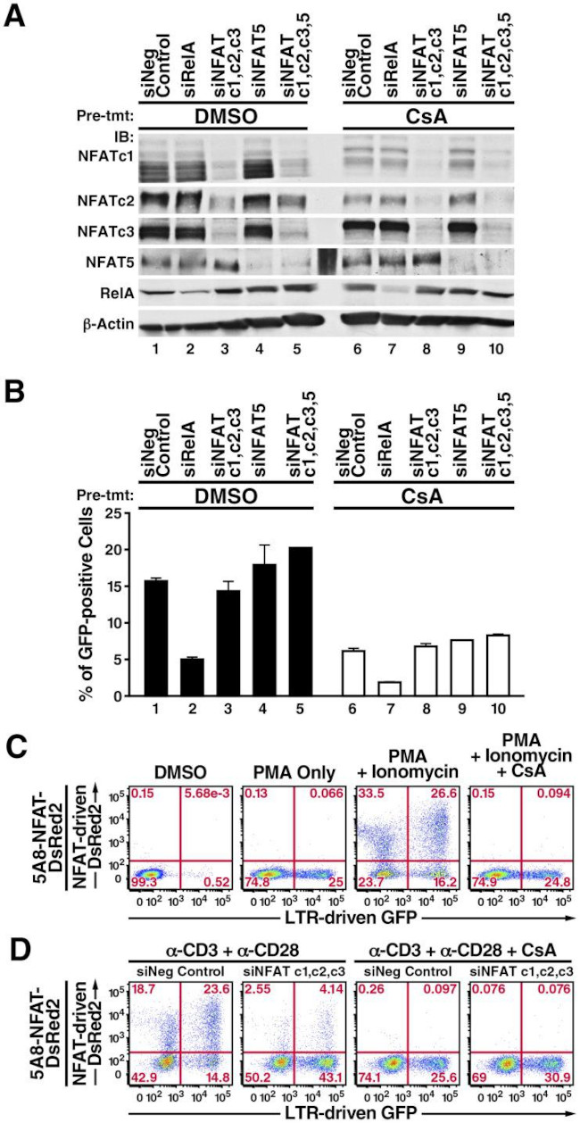 NFAT5 Antibody