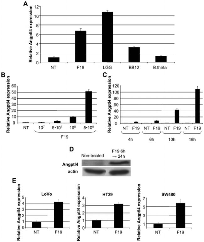 ANGPTL4 Antibody