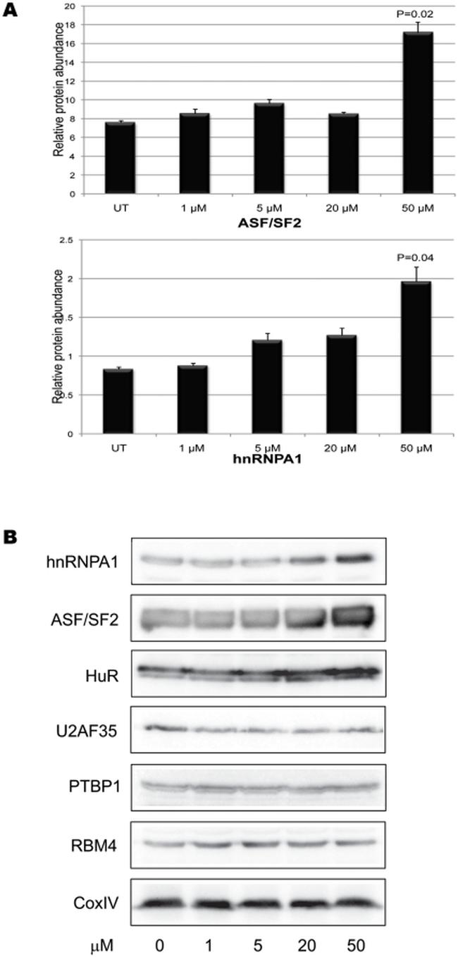 SRSF1 Antibody