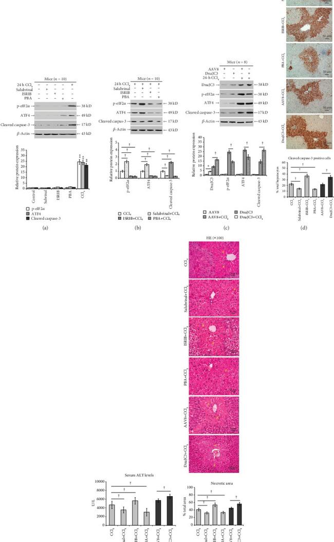 DNAJC3 Antibody