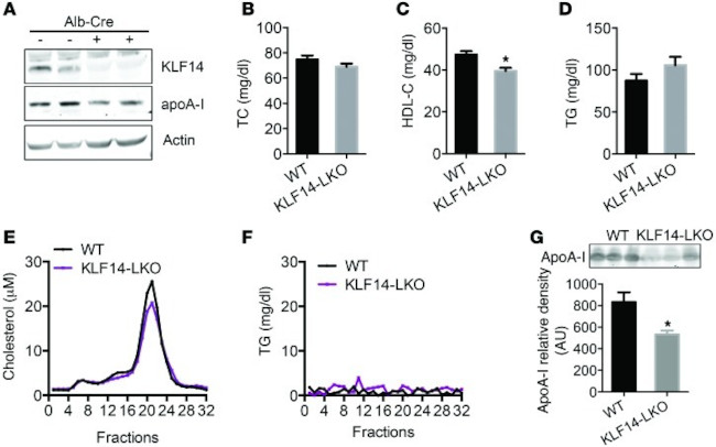 KLF14 Antibody