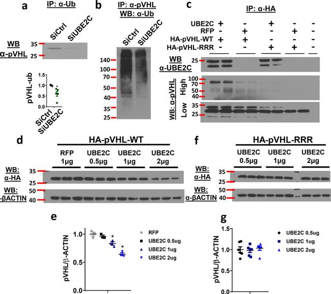 VHL Antibody in Immunoprecipitation (IP)