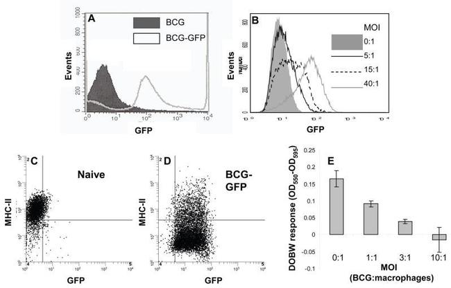 MHC Class II (I-A/I-E) Antibody in Flow Cytometry (Flow)