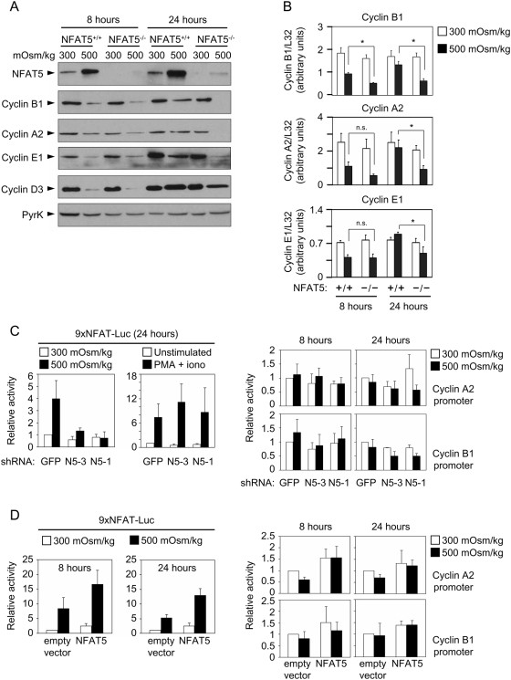 NFAT5 Antibody