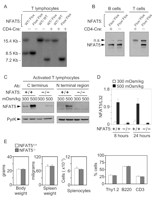 NFAT5 Antibody