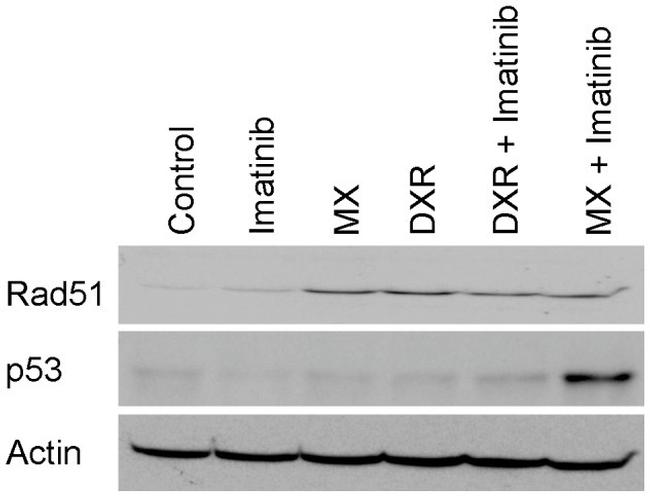 RAD51 Antibody