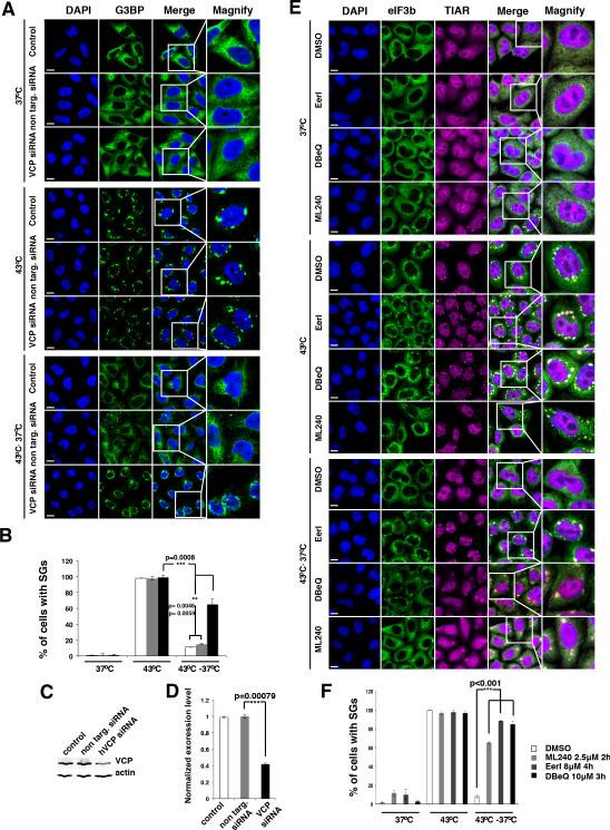 VCP Antibody