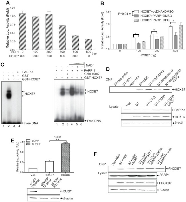 PARP1 Antibody