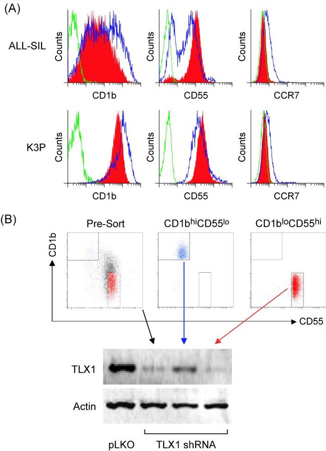 CD197 (CCR7) Antibody in Flow Cytometry (Flow)