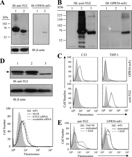 TGM2 Antibody