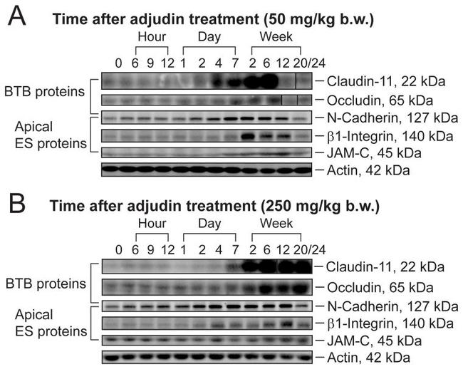 JAM3 Antibody