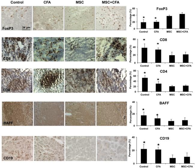 FOXP3 Antibody