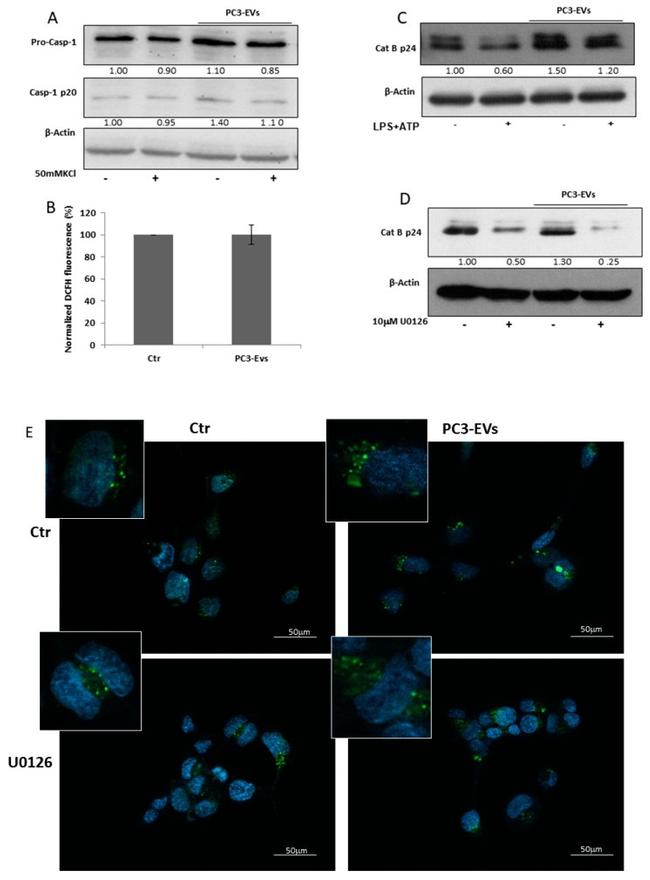 Cathepsin B Antibody