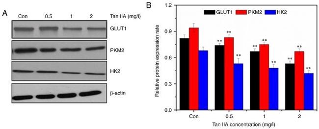 HK2 Antibody