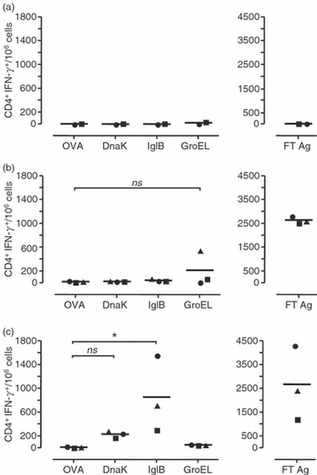 CD4 Antibody