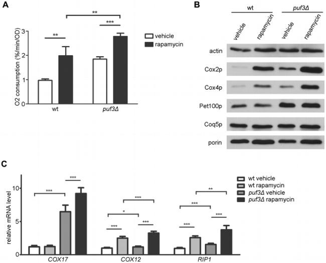 Porin Antibody