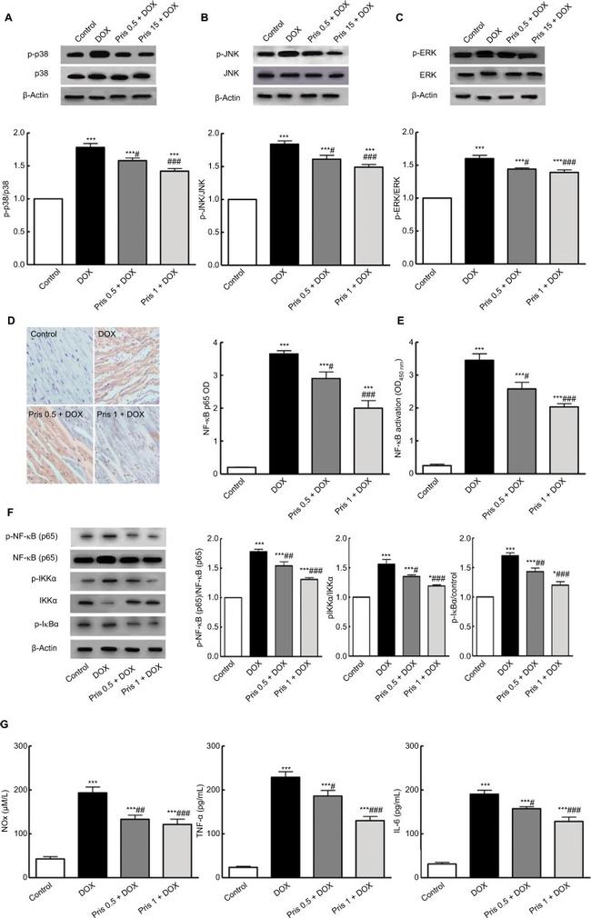 IKK alpha Antibody