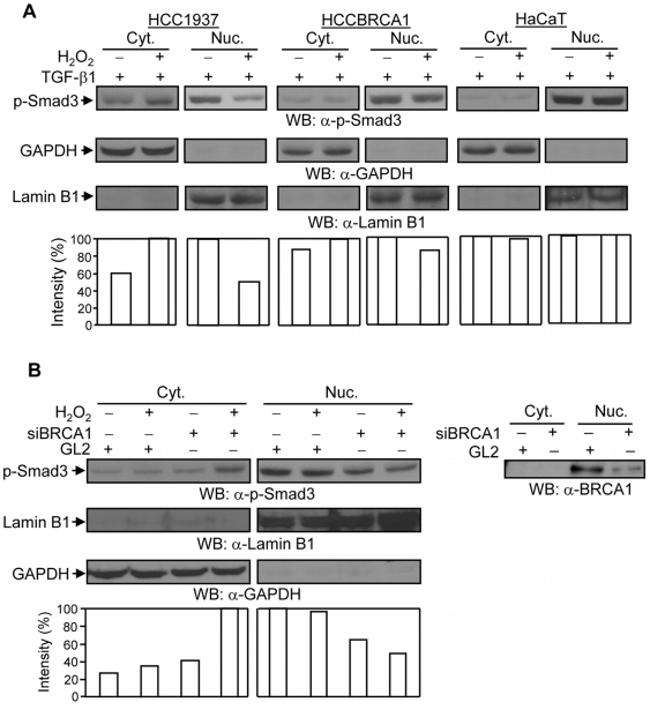 Phospho-SMAD3 (Ser423, Ser425) Antibody