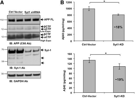 Synaptotagmin 1 Antibody