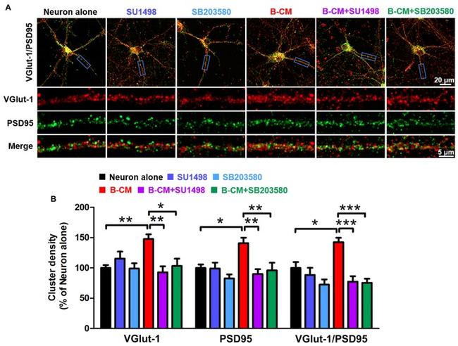 VGLUT1 Antibody