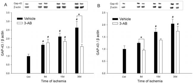 GAP43 Antibody