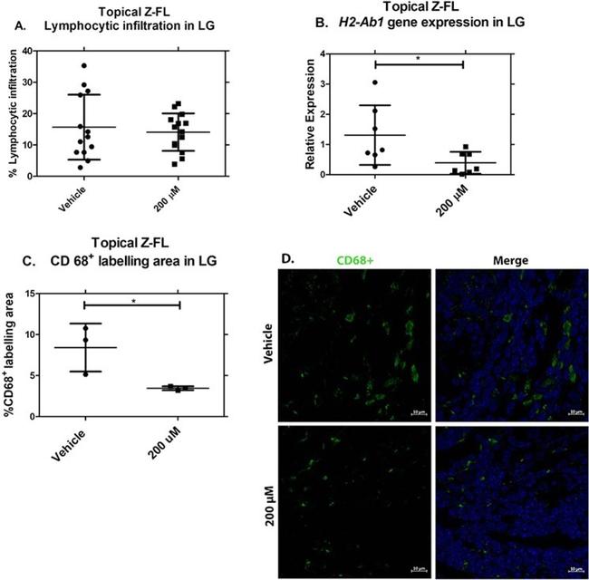 CD68 Antibody