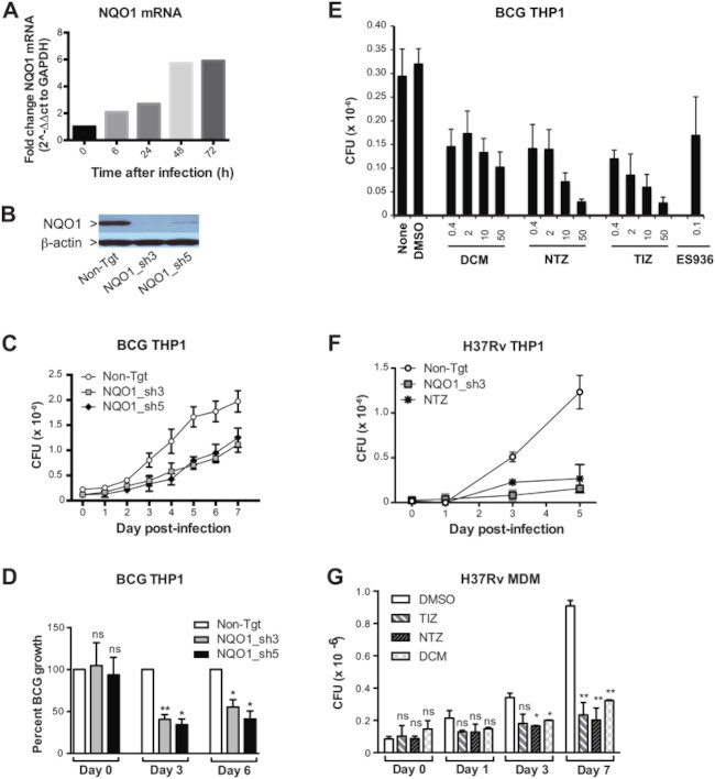 NQO1 Antibody