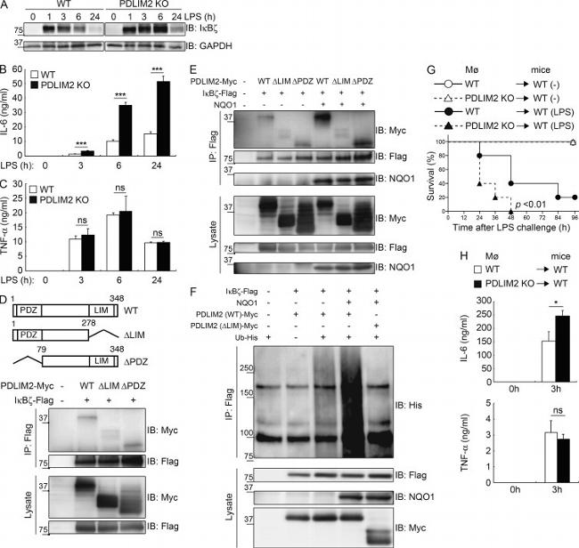 IkB zeta Antibody