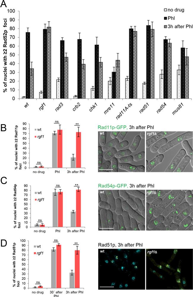 RAD51 Antibody